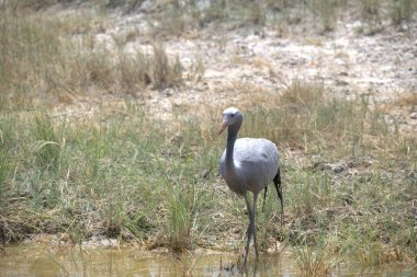 Büyük beyaz balıkçıl (ardea alba ).