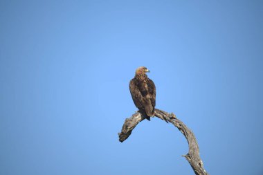 Doğadaki vahşi kartal.