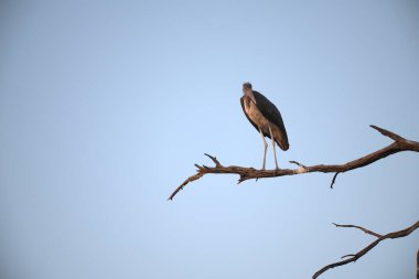 Heron bir ağaç üzerinde