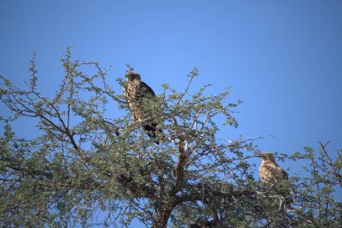 Afrikalı - Kartal (Haliceus Alcifer), Etoşa Ulusal Parkı 'ndaki Siyah - Beyaz Kartal veya Afrika Kartalı olarak da bilinir.,