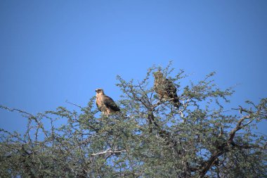 Vahşi doğada bir kuş