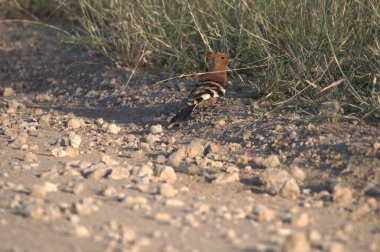 Ormandaki vahşi köpek