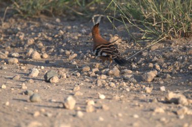 Afrika Kuşu - Panthera Parus - Erkek - Güney Afrika, Kalahari Çölü 'nde kuş
