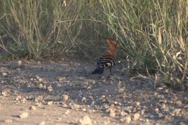 Otların arasında bir kuş