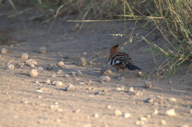 Şirin bir kuşun yakın plan fotoğrafı.