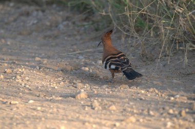 Kuş yerde oturuyor.