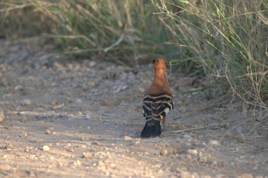 Ormandaki kara kuş, fauna