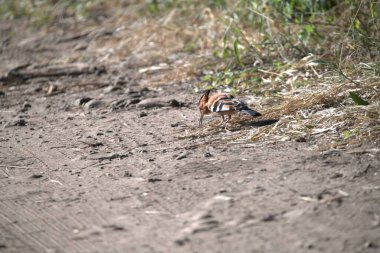 ormandaki kahverengi kertenkele