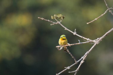 Ormanda bir ağacın dalında bir kuş oturuyor.