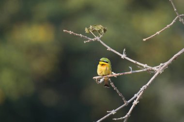 Sarı-göğüslü patenci (pylophus bicolor) ağaçta tünemiş.