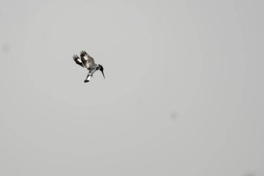 Bir kuş ağaç dalında oturuyor.