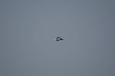 Gökyüzünde bir kuş