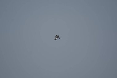 Gökyüzünde uçan kuş