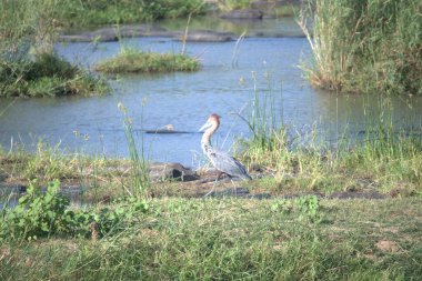 Balıkçıllar gölün kıyısında