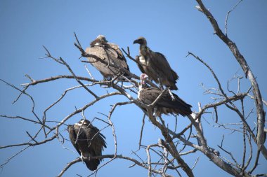 Büyük ibikli karabatak (phalacrocorax carbo), bir ağaçta, Kuzey Carolina, ABD.