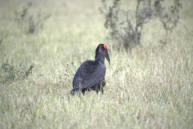 Vahşi doğadaki Afrikalı boynuz gagası