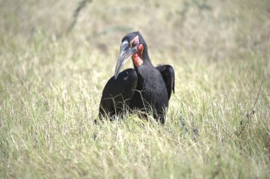 Kara leylek, ağustos böceği Almanya 'da.