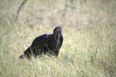 Çimlerde siyah penguen