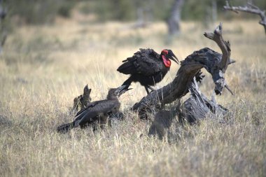 Güney Afrika 'daki Kruger Ulusal Parkı' nda kırmızı-sırtlı çakal, siyah çakal (Çakal Jackus).