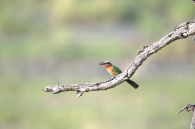 Kırmızı boğazlı arı yiyici (merops apiaster), Güney Afrika 'da