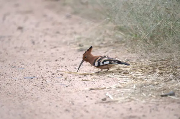 Çimenlikteki bir kuşun yakın plan çekimi.
