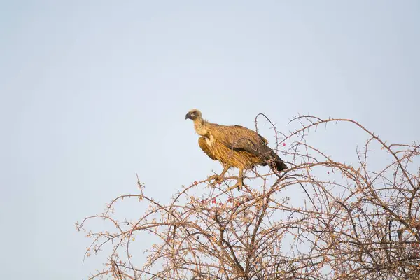 Gün ışığında ağaçta tünemiş sıradan bir kerkenezin yakın çekimi.