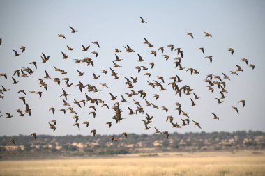 Uçan güvercin sürüsü