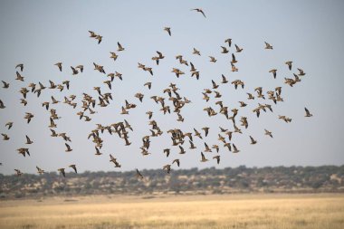 Uçan kuşlar, Kenya Afrika