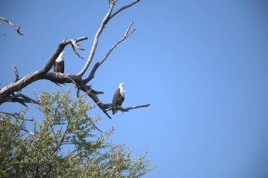 beyaz balıkçıl (egretta garzetta )