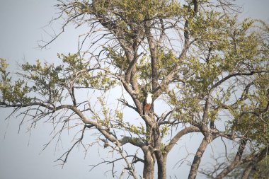 Ormandaki ağaçtaki bir kuş