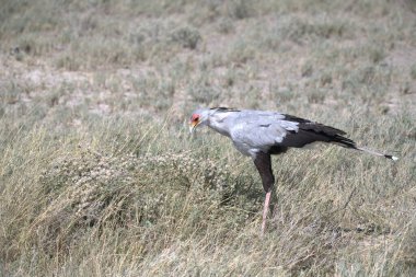 Çölün kuşu, namibya