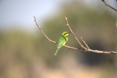 Bir ağacın dalında sarı bir kuş