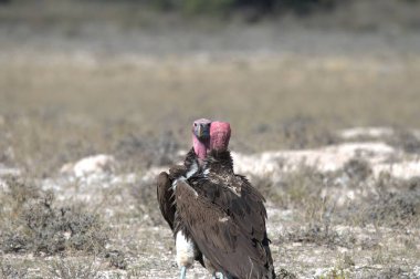Doğadaki güzel kuşun manzarası