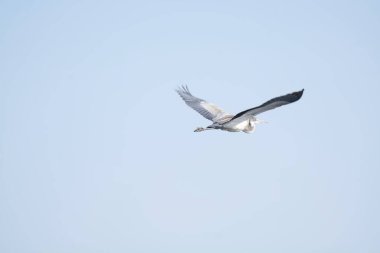 Gökyüzünde uçan beyaz pelikan