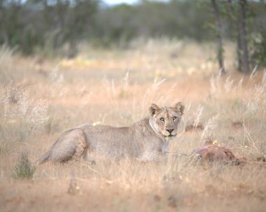 Dişi aslan Kruger National park, Güney Afrika