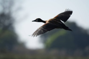 Güzel bir kuş manzarası