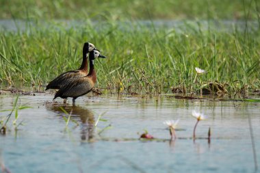 Bir kuş çimlerin üzerinde oturuyor.