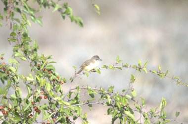 Bir kuş, ormandaki bir ağacın dalına benzer.