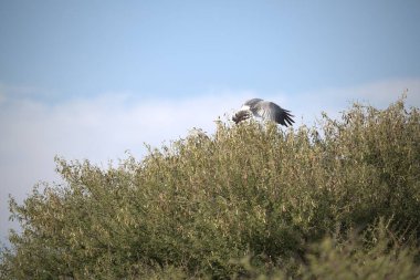 Açık mavi gökyüzünün altında, güneş ışığının altındaki bir tarlada gri bir balıkçılın yakın çekimi.