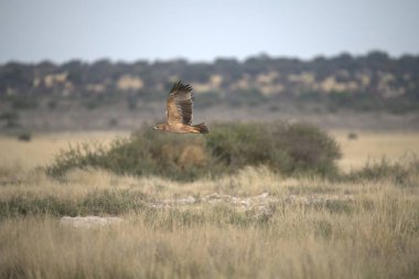Ormanda bir ağacın dalında bir kuş oturuyor.