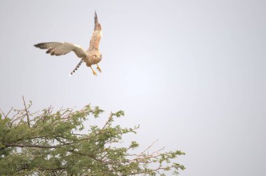 beyaz kartal (haliaeetus alciilla ).