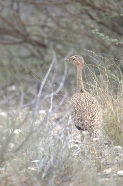 Ormandaki genç vahşi ördekler