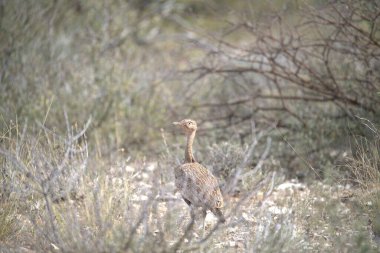 Doğadaki güzel kuşun manzaralı görüntüsü.