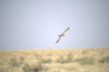 Vahşi doğada bir kuş