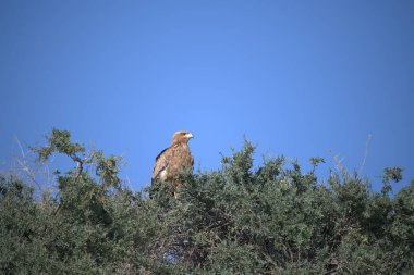 Altın kartal (aquila saetos )