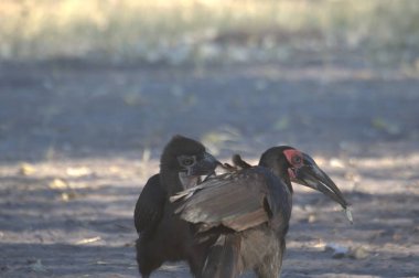Afrikalı Akbaba - Kruger Ulusal Parkı