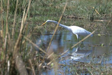 Sudaki beyaz balıkçıl