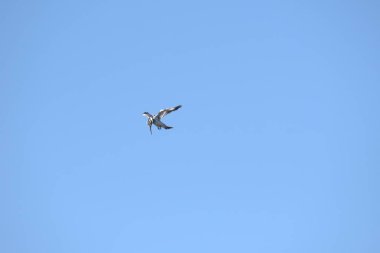 Mavi gökyüzünde uçan bir martı