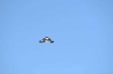 Mavi kanatlı uçan kuş