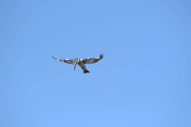 Uçuşta beyaz kuyruklu kerkenez (fallus tinnunculus)